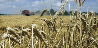 Relizane: Mise à disposition de plus de 63.000 quintaux de semences de céréales