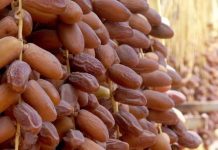 Ouled Djellal: Production prévisionnelle de plus de 900.000 qx de dattes