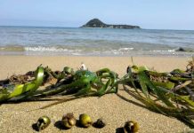 Réserve marine de Taza à Jijel: Efforts pour protéger la posidonie, « poumon silencieux » de la mer