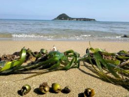 Réserve marine de Taza à Jijel: Efforts pour protéger la posidonie, « poumon silencieux » de la mer
