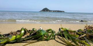 Réserve marine de Taza à Jijel: Efforts pour protéger la posidonie, « poumon silencieux » de la mer