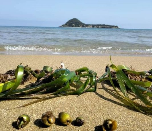 Réserve marine de Taza à Jijel: Efforts pour protéger la posidonie, « poumon silencieux » de la mer