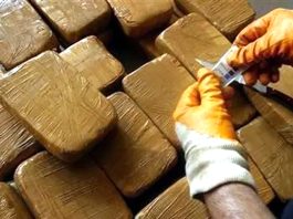 Nâama: Saisie de plus de 195 kg de kif traité durant les trois derniers mois