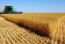 Oum El Bouaghi, une wilaya pilote dans la production d’orge