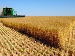 Oum El Bouaghi, une wilaya pilote dans la production d’orge