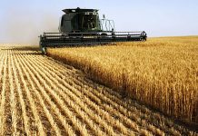 Illizi: Près de 2.000 ha réservés cette saison agricole à la céréaliculture