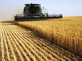 Illizi: Près de 2.000 ha réservés cette saison agricole à la céréaliculture