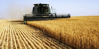 Illizi: Près de 2.000 ha réservés cette saison agricole à la céréaliculture