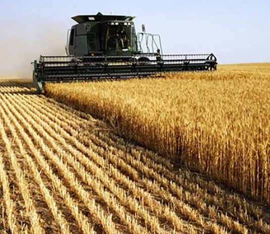 Illizi: Près de 2.000 ha réservés cette saison agricole à la céréaliculture