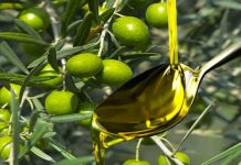 Bejaia: Plus de 129.000 qx d’olives collectés depuis le début de la campagne de cueillette