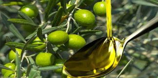 Bejaia: Plus de 129.000 qx d’olives collectés depuis le début de la campagne de cueillette