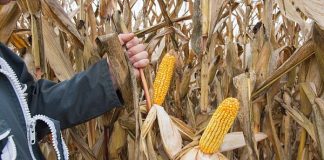 Adrar: Une production de près de 380.000 Qx de maïs en grains attendue cette saison