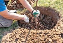 Mascara: Plantation de plus de 3.000 arbustes aux abords du barrage de Chorfa