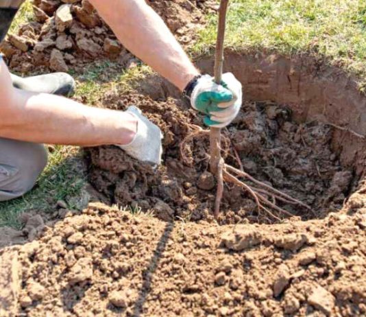 Mascara: Plantation de plus de 3.000 arbustes aux abords du barrage de Chorfa