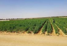 Ouargla: Le Salon international de l’investissement dans l’agriculture saharienne du 5 au 8 janvier