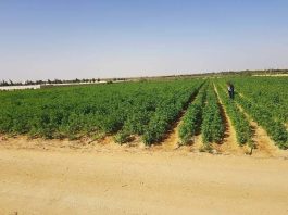 Ouargla: Le Salon international de l’investissement dans l’agriculture saharienne du 5 au 8 janvier