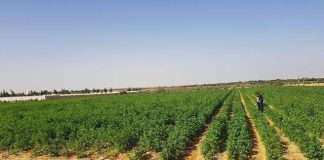 Ouargla: Le Salon international de l’investissement dans l’agriculture saharienne du 5 au 8 janvier