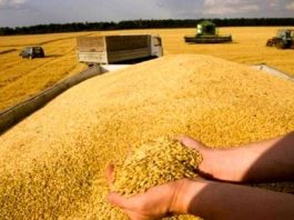 L’orge plafonnée à 3.900 DA le quintal: Un plan national pour réduire les coûts et stabiliser la filière des viandes rouges