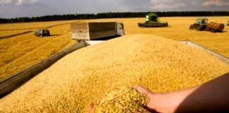 L’orge plafonnée à 3.900 DA le quintal: Un plan national pour réduire les coûts et stabiliser la filière des viandes rouges