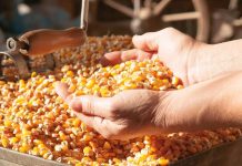 Pour répondre à la demande croissante sur le marché national: L’ONAB importe plus de 1,1 million de tonnes de maïs