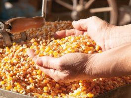 Pour répondre à la demande croissante sur le marché national: L’ONAB importe plus de 1,1 million de tonnes de maïs