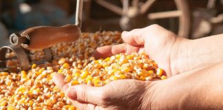 Pour répondre à la demande croissante sur le marché national: L’ONAB importe plus de 1,1 million de tonnes de maïs