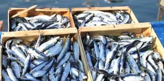 Boumerdes: Production « record » de poisson bleu de plus de 9000 tonnes en 2025