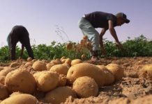 Nâama: Une production de plus de 178.000 quintaux de pomme de terre hors saison attendue