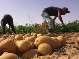 Nâama: Une production de plus de 178.000 quintaux de pomme de terre hors saison attendue