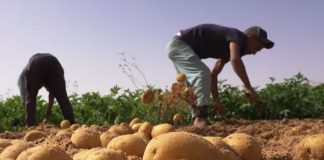 Nâama: Une production de plus de 178.000 quintaux de pomme de terre hors saison attendue