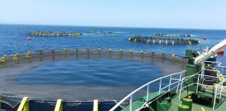 Aquaculture: Un outil numérique pour lever les freins à l’écoulement de la production