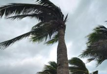 Vents fort jusqu’à jeudi sur plusieurs wilayas du pays