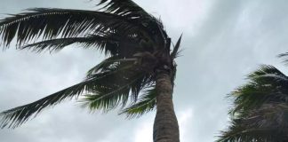 Vents fort jusqu’à jeudi sur plusieurs wilayas du pays