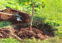 Saïda: Plantation de 370.000 arbustes programmée durant l’année 2026