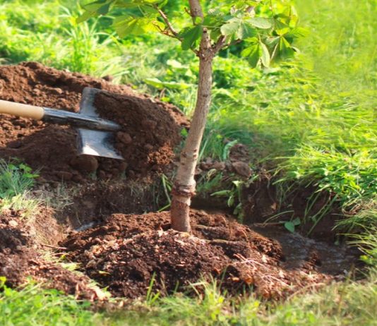 Saïda: Plantation de 370.000 arbustes programmée durant l’année 2026