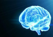 Une nouvelle étude relance l’espoir d’une réparation possible du cerveau