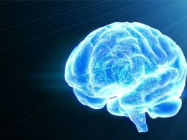 Une nouvelle étude relance l’espoir d’une réparation possible du cerveau
