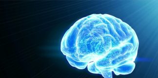 Une nouvelle étude relance l’espoir d’une réparation possible du cerveau