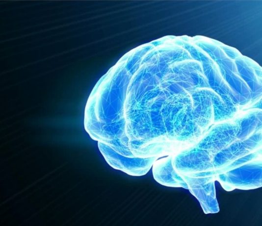 Une nouvelle étude relance l’espoir d’une réparation possible du cerveau