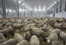 Sur décision du président de la République: Importation d’un million de moutons en prévision de l’Aïd El-Adha