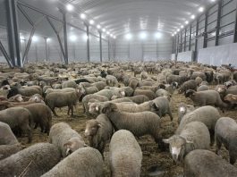 Sur décision du président de la République: Importation d’un million de moutons en prévision de l’Aïd El-Adha