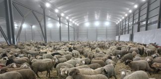 Sur décision du président de la République: Importation d’un million de moutons en prévision de l’Aïd El-Adha