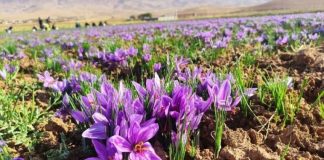 Safran DZ: Une qualité premium à 19 % de crocine