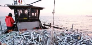 Pêche maritime: Les autorités renforcent le contrôle pour protéger les ressources halieutiques