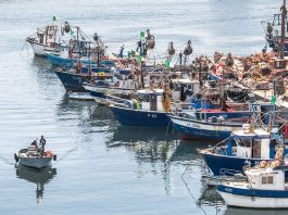 Skikda: Plus de 50 pêcheurs professionnels ont bénéficié de crédits en 2025