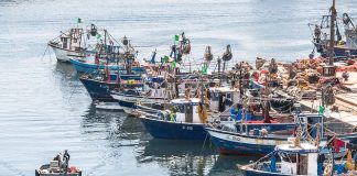 Skikda: Plus de 50 pêcheurs professionnels ont bénéficié de crédits en 2025