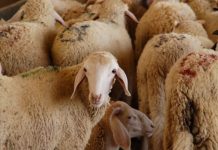 Illizi: Introduction de plus de 11.500 têtes de bétail dans le cadre du commerce de troc en 2025