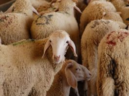 Illizi: Introduction de plus de 11.500 têtes de bétail dans le cadre du commerce de troc en 2025