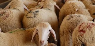 Illizi: Introduction de plus de 11.500 têtes de bétail dans le cadre du commerce de troc en 2025