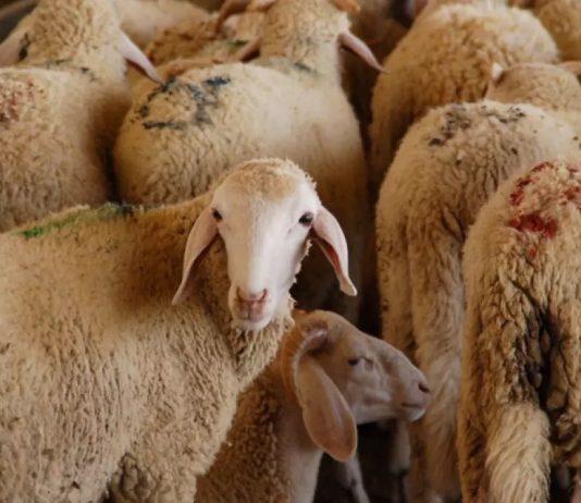 Illizi: Introduction de plus de 11.500 têtes de bétail dans le cadre du commerce de troc en 2025